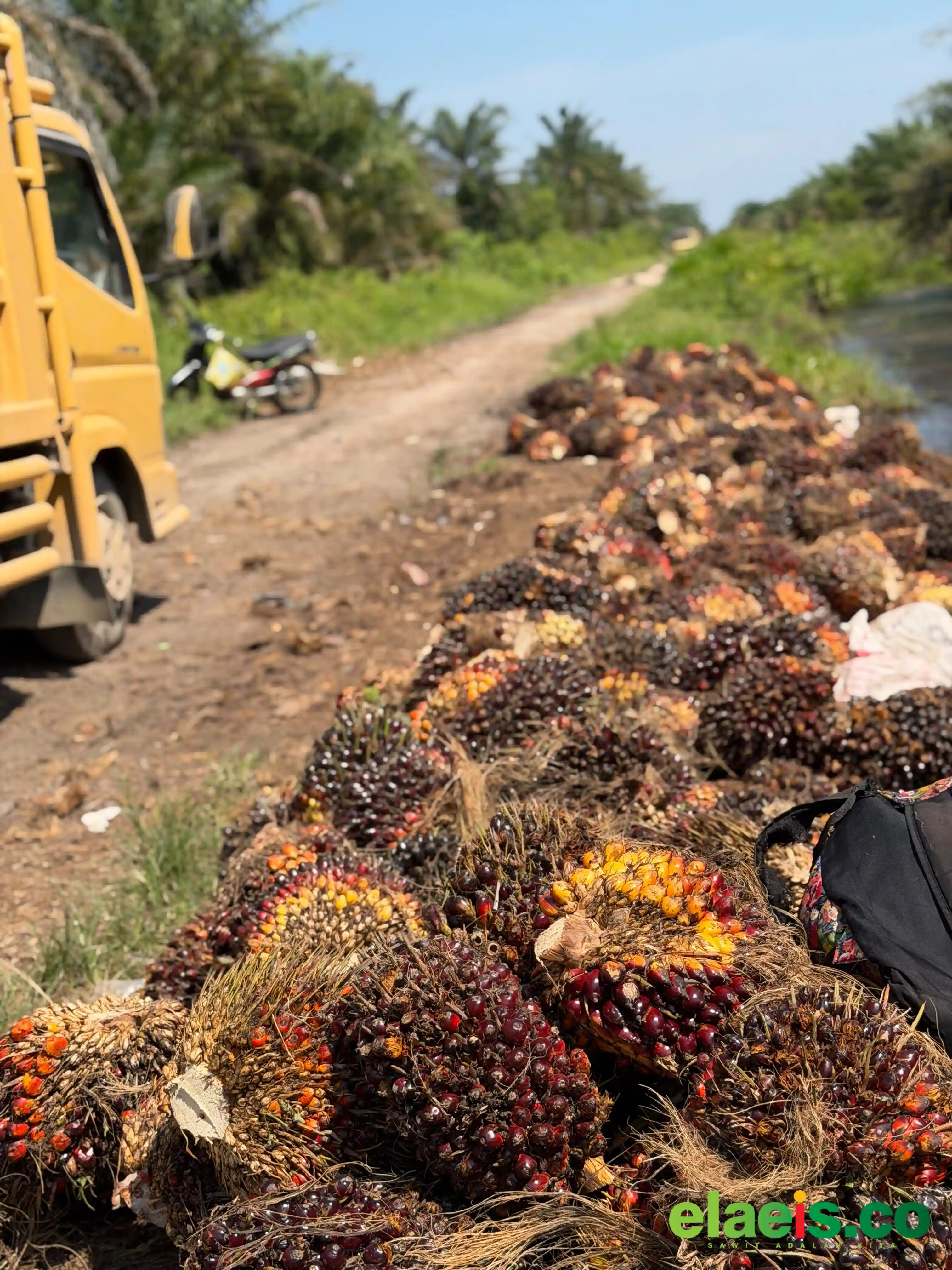 Agrinas Rencana Bangun Kebun Sawit 400 Ribu  Hektar