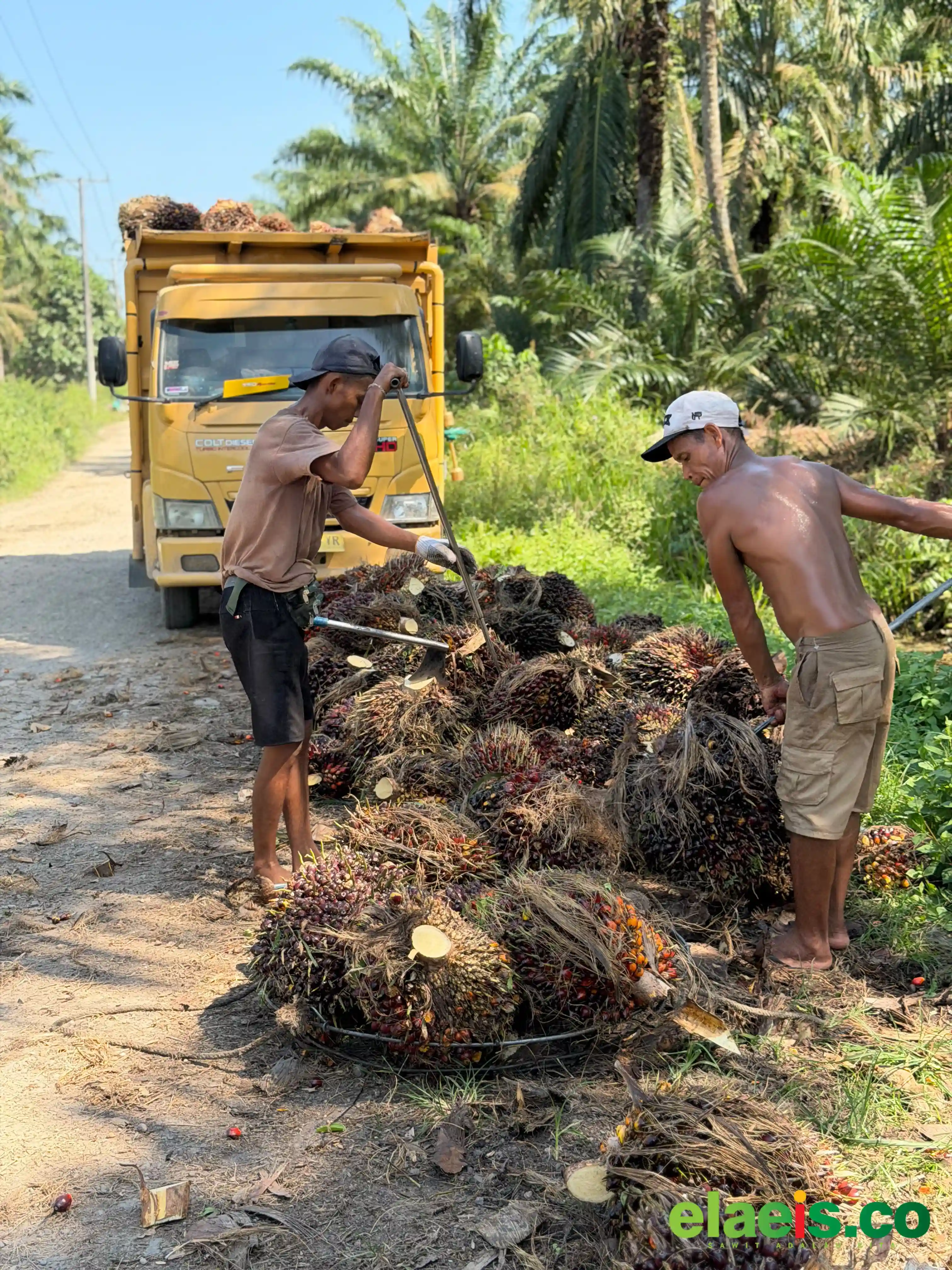 Naik Lagi, Periode Kedua Juli Harga Sawit Sumsel Rp3.846,77/kg