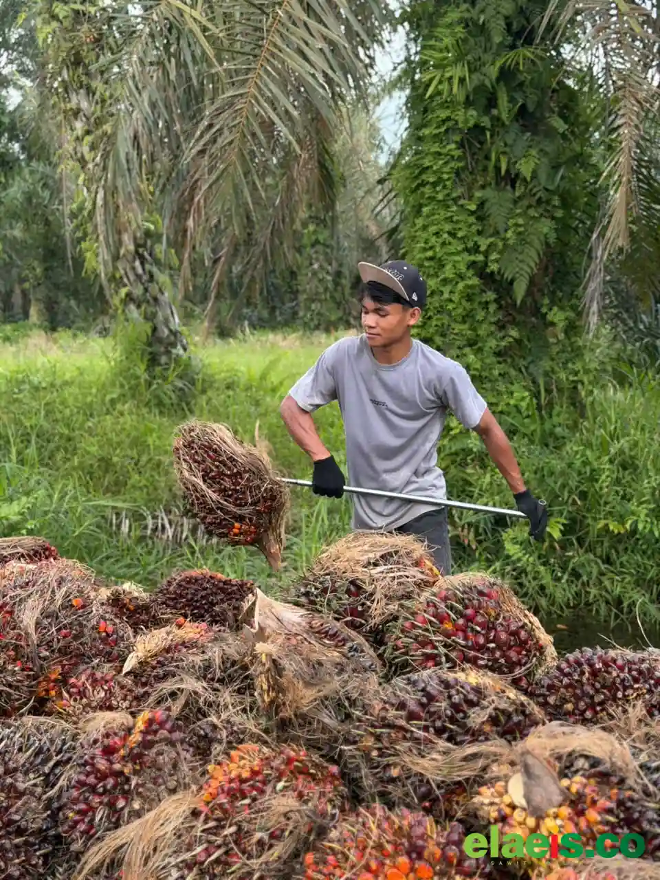 Super, Harga Sawit Plasma Riau Naik Lagi Jadi Rp 3.985,26/Kg