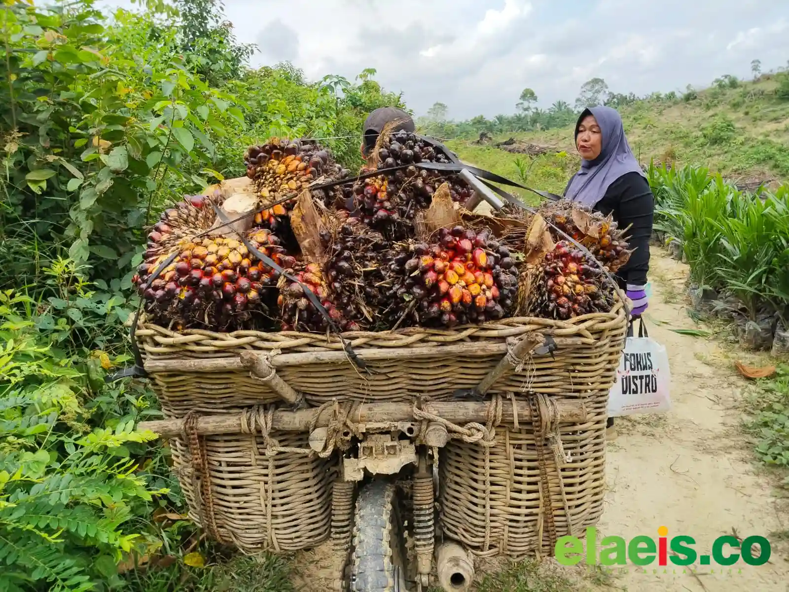 Harga Sawit Swadaya Riau Tertekan Lantaran Harga Kernel Anjlok