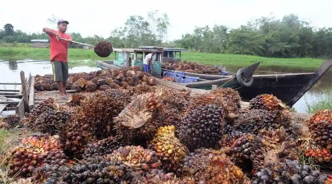 DHE 50 Persen Mulai Menghantui Industri Sawit, GAPKI Ungkap Risiko Besarnya