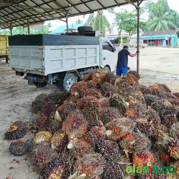 Petani Harus Paham Ini Sebelum Bangun PKS Mandiri