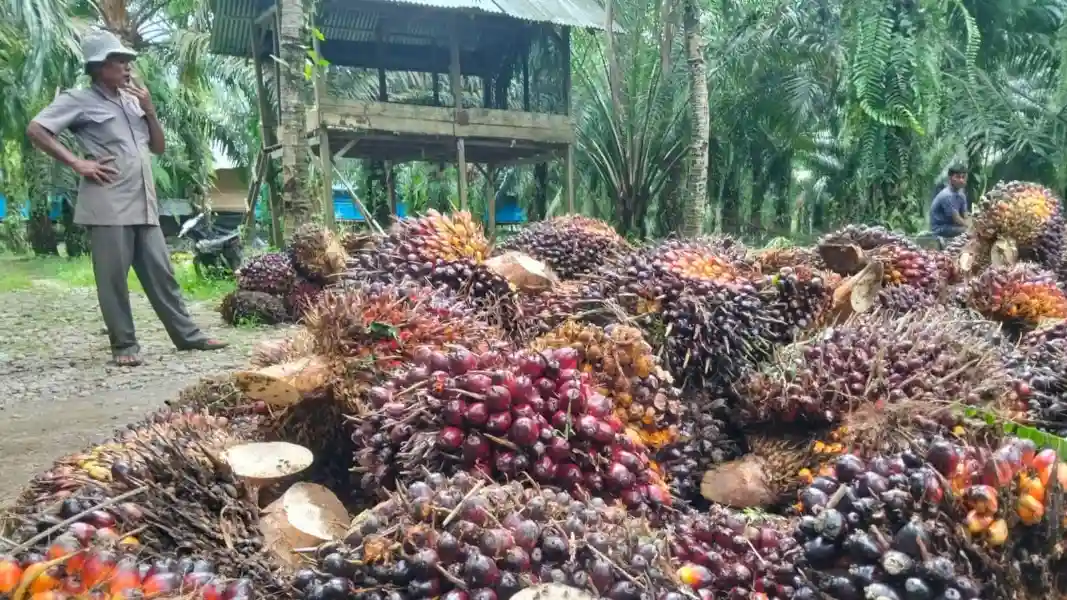Harga TBS Sawit Jambi Turun Lagi, Periode 21–27 Agustus Jadi Rp3.866 per Kilogram