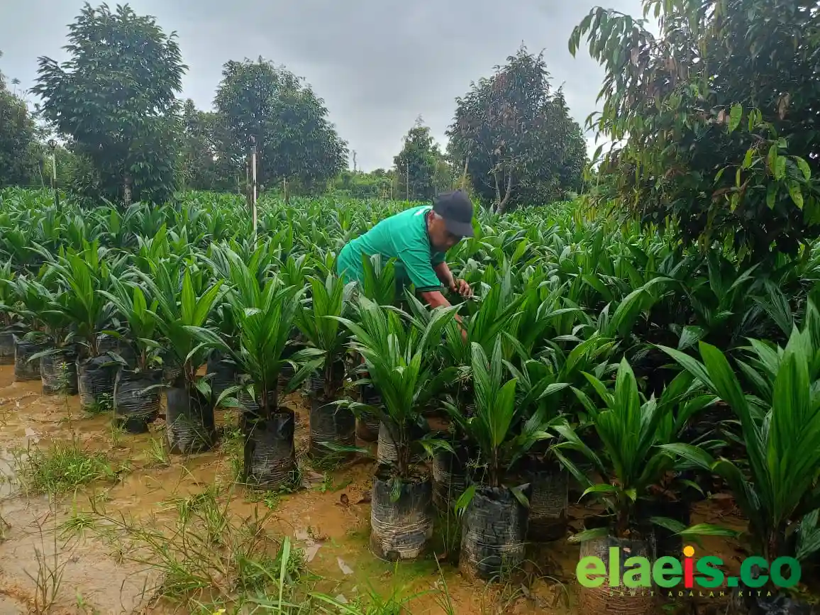 Rp824,1 Miliar Telah Tersalurkan, PSR di Kalbar Belum Maksimal