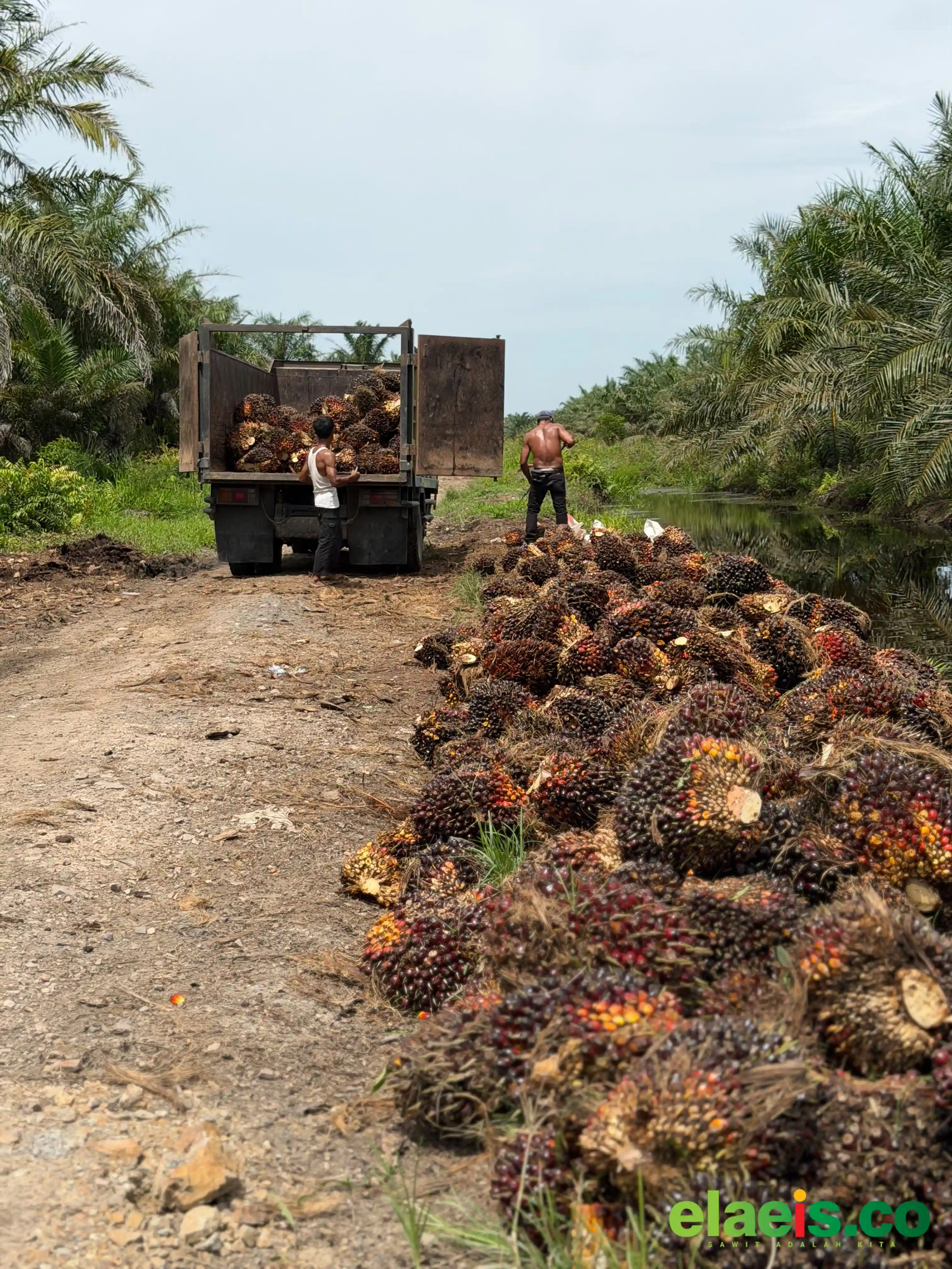 Produksi Kebun Sawit Poktan Sada Kata Turun Sampai 40%