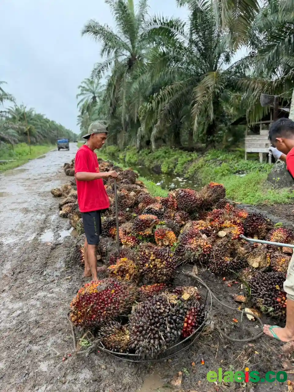 Kemarau Panjang Tekan Produksi Sawit Jambi