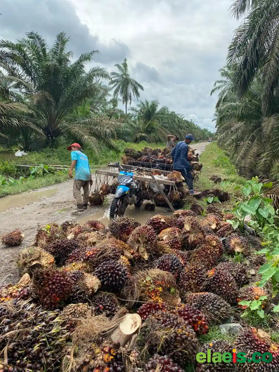 Wau, Sawit Swadaya di Sumut Sentuh Rp3.500/kg