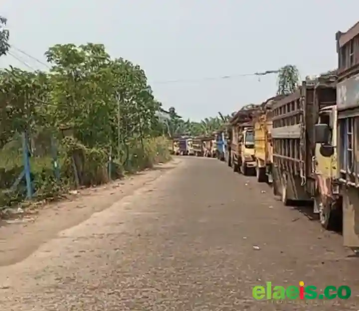 Seminggu Lagi Tak Diguyur Hujan, Sawit Petani Sintang Diprediksi Tidak Laku