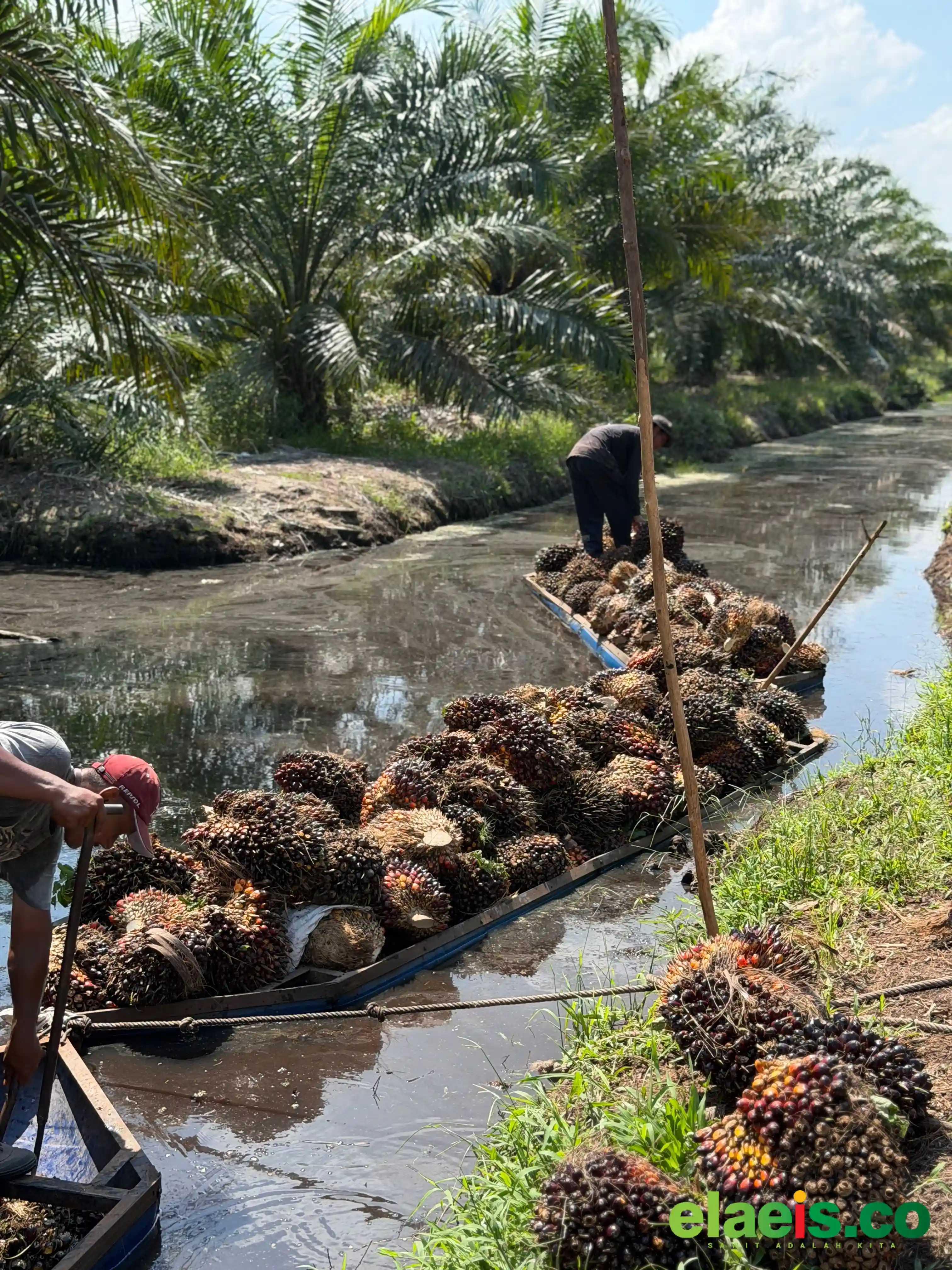 Hampir Semua PKS Tutup, Petani Sawit Sekadau Menjerit