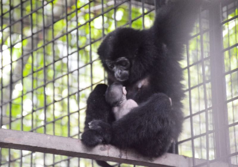 Owa Ungko yang Dirawat BBKSDA Riau Melahirkan Bayi