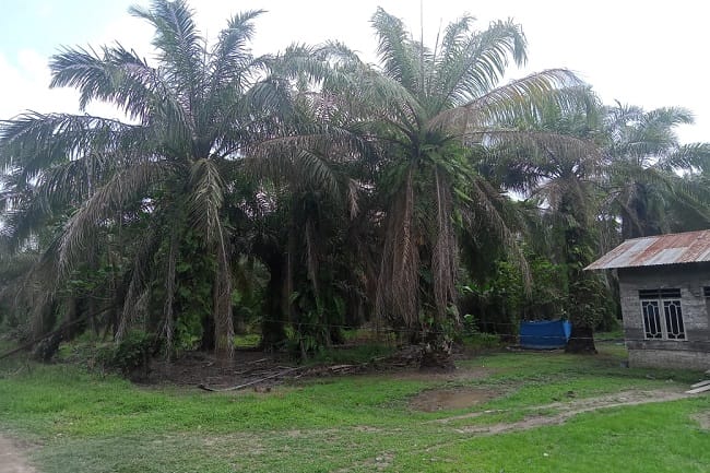 Akal Bulus