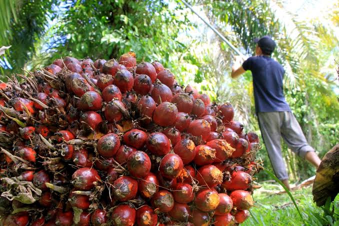 Harga CPO Meroket, Saham Sawit Ikut Terbang?
