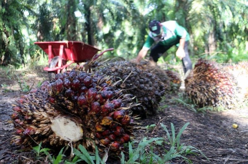Jokowi Hapus Limbah Sawit Dari Daftar Berbahaya