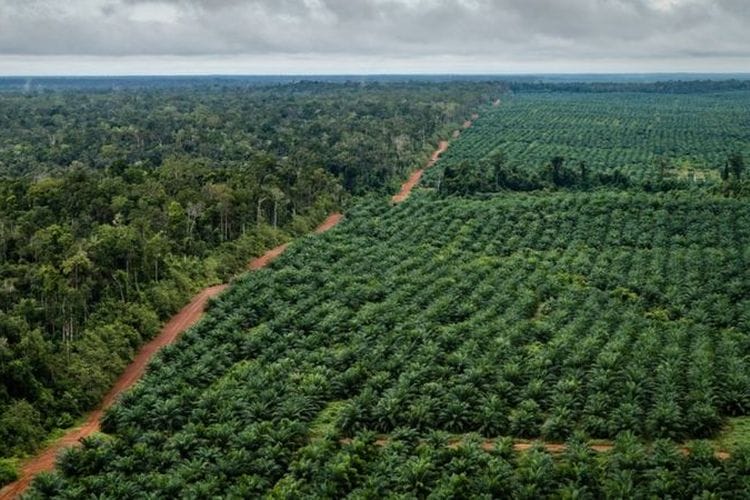 Di Indonesia, Ada 3,37 Hektare Sawit Tumbuh di Kawasan Hutan