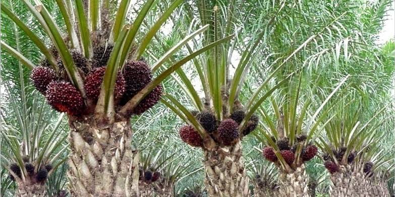 Mengingat Kembali Tentang Awal Mula Eropa Hajar Sawit Asia