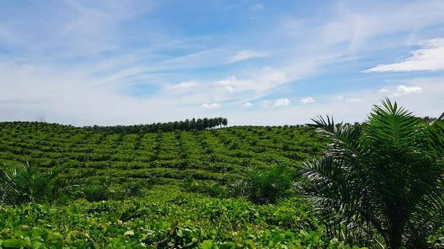 Berpotensi, Kalbar Terus Tingkatkan Perkebunan Kelapa Sawit