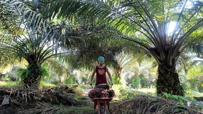 Begini Sejarah Awal Kebun Sawit di Riau Menurut Peneliti IPB
