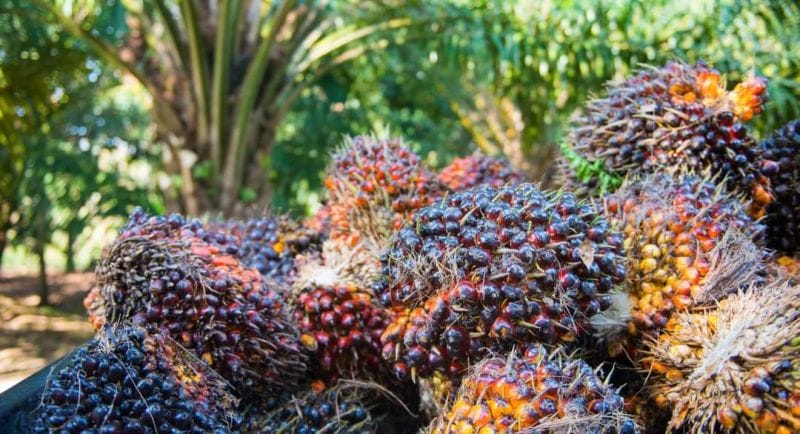 Uni Eropa Rugi Jika Tolak Sawit Indonesia