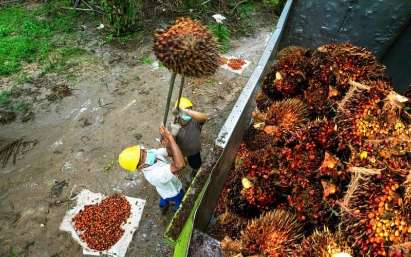 Sri Lanka Tolak Impor Sawit Indonesia, Ini Alasannya