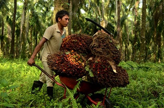 RUU IE-CEPA 'Penangkal' Black Campaign Sawit Indonesia di Eropa