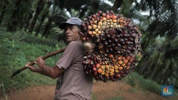 Kembali Naik, Harga Sawit Tembus Rp2.506 Per Kilogram
