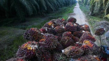 Pemerintah Segera Mulai Proyek Konversi CPO Jadi Bensin