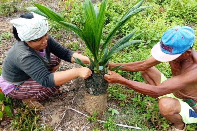Bakal Panen TBS atau Panen Masalah, Disini Kuncinya...