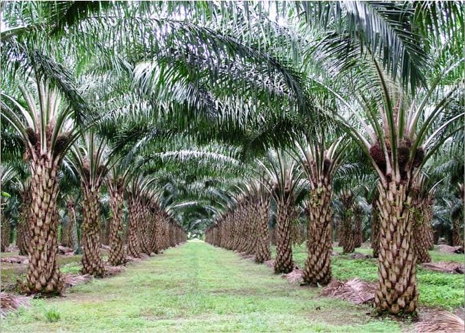 Penasaran Bagaimana Kontribusi Industri Sawit bagi Perekonomian ? Ini Gambarannya