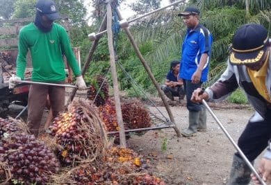 Harga TBS di Daerah ini Tergantung Maunya Pengepul