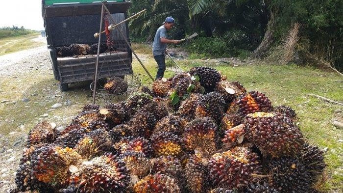 Harga Sawit di Siak Naik, Segini Perkilonya
