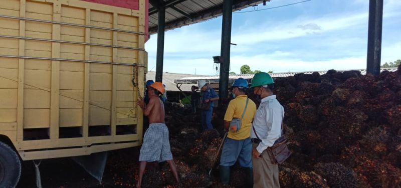 PKS Bakal Dipanggil untuk Klarifikasi Sortasi TBS