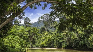 Alasan Hutan Sumatera Masuk 'Daftar Neraka' UNESCO