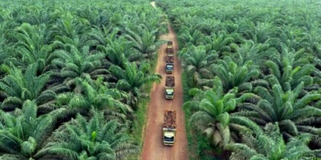 Peran Industri Sawit Belum Tergantikan