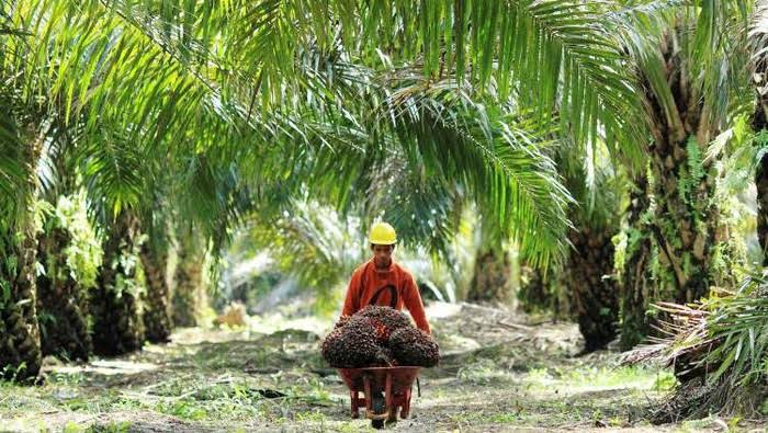 Sawit Diisukan Deforestasi, Kekeringan Air, Faktanya Berbeda Lho!