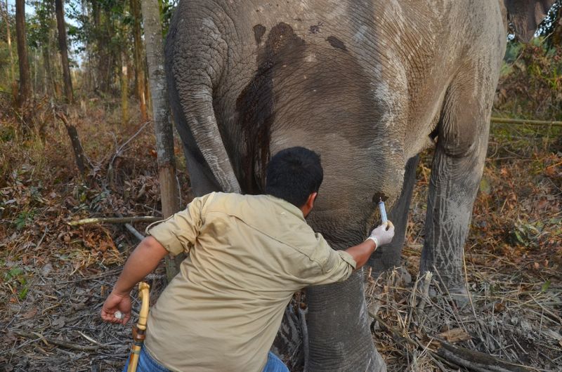 Dalam Kondisi Sakit, Gajah Liar di Duri Akhirnya Dapat Perawatan