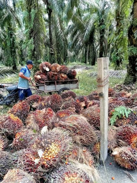Harga TBS di Jambi Turun Lagi