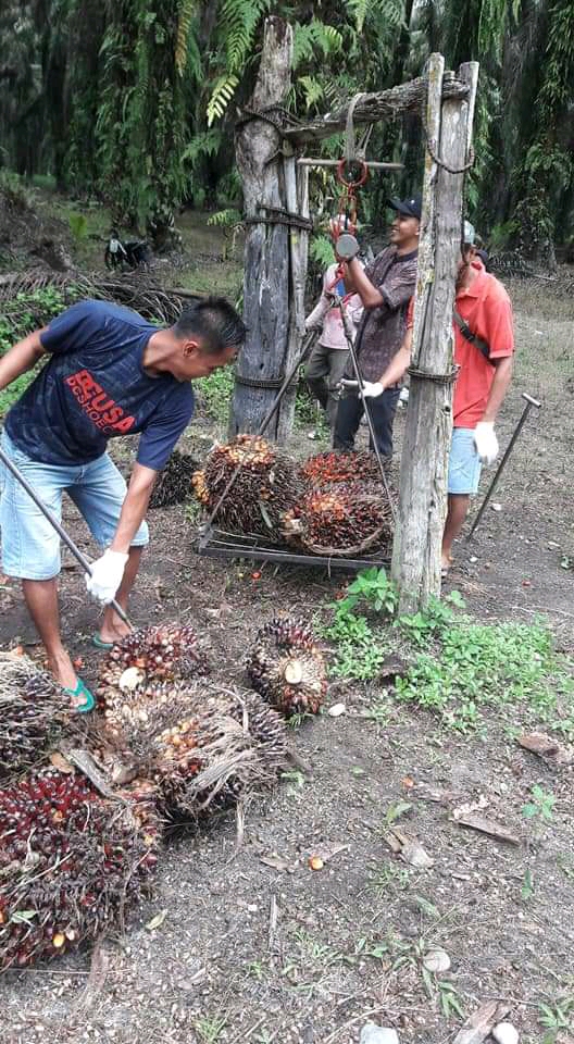 Tetap Pupuk Sawit, Atau Efeknya Terasa Tahun Depan