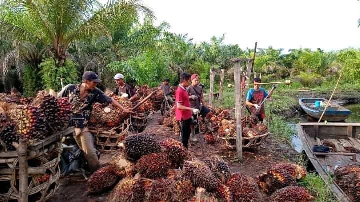 Pendapatan Pekebun Sawit Belum Bisa Diimbangi Petani lain
