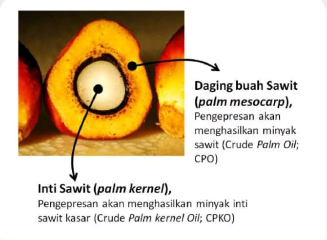 Mengenal Lebih Dekat, Minyak Sawit Kaya Manfaat
