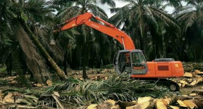 Kebun Dalam Kawasan Masih Jadi Kendala PSR di Riau