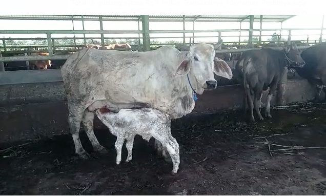 Utang Adalah Peluang