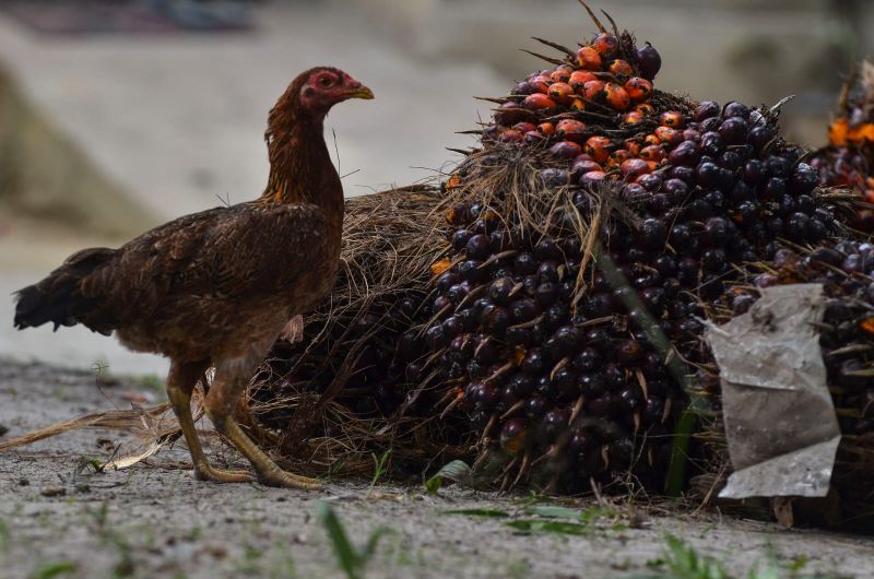 Mau Tahu Prediksi Harga Minyak Sawit Pekan Depan? Ini Penjelasannya
