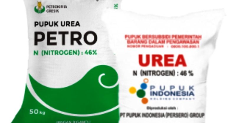 Pupuk Mengamuk