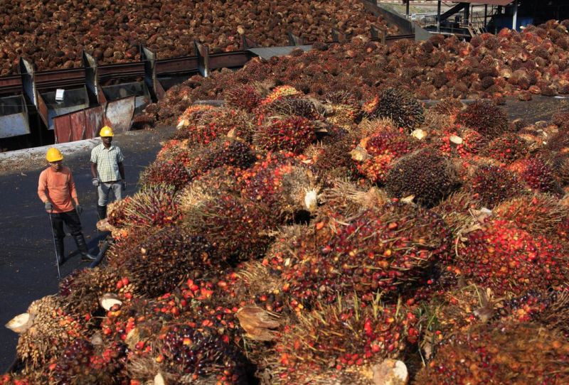 Kemenprin Yakin Sawit Bisa Pulihkan Ekonomi