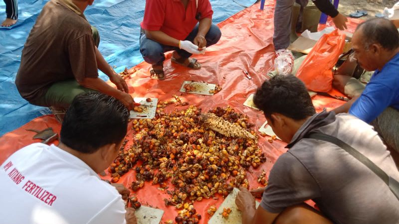 Petani Berharap BPDPKS Gulirkan Bantuan Bibit Unggul