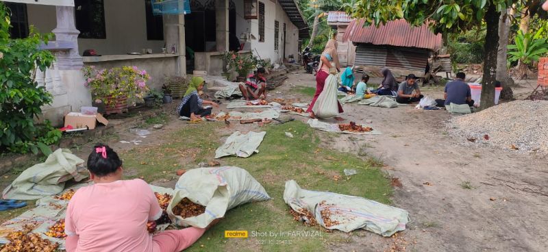 Sawit Terlanjur Dipanen, Sampel Uji Rendemen Berkurang