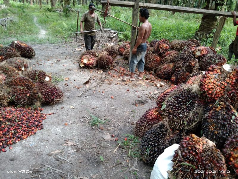 Petani Mandiri ini Belum Mau Replanting, Pilih Menabung