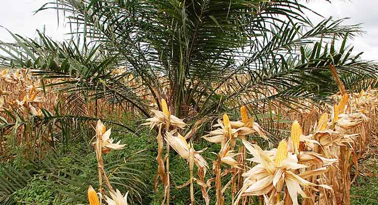 Meski Harga TBS Bagus, Kiat Tanaman Sela Jalan Terus