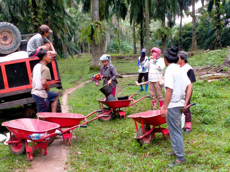 TBS dari Pohon Sawit Tua Dapat Harga Premium, ini Sebabnya