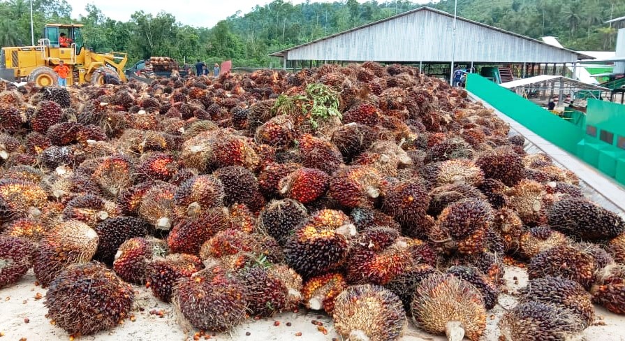 Kanan-Kiri Didongkrak Sawit, Capaian Tertinggi Sejak Merdeka